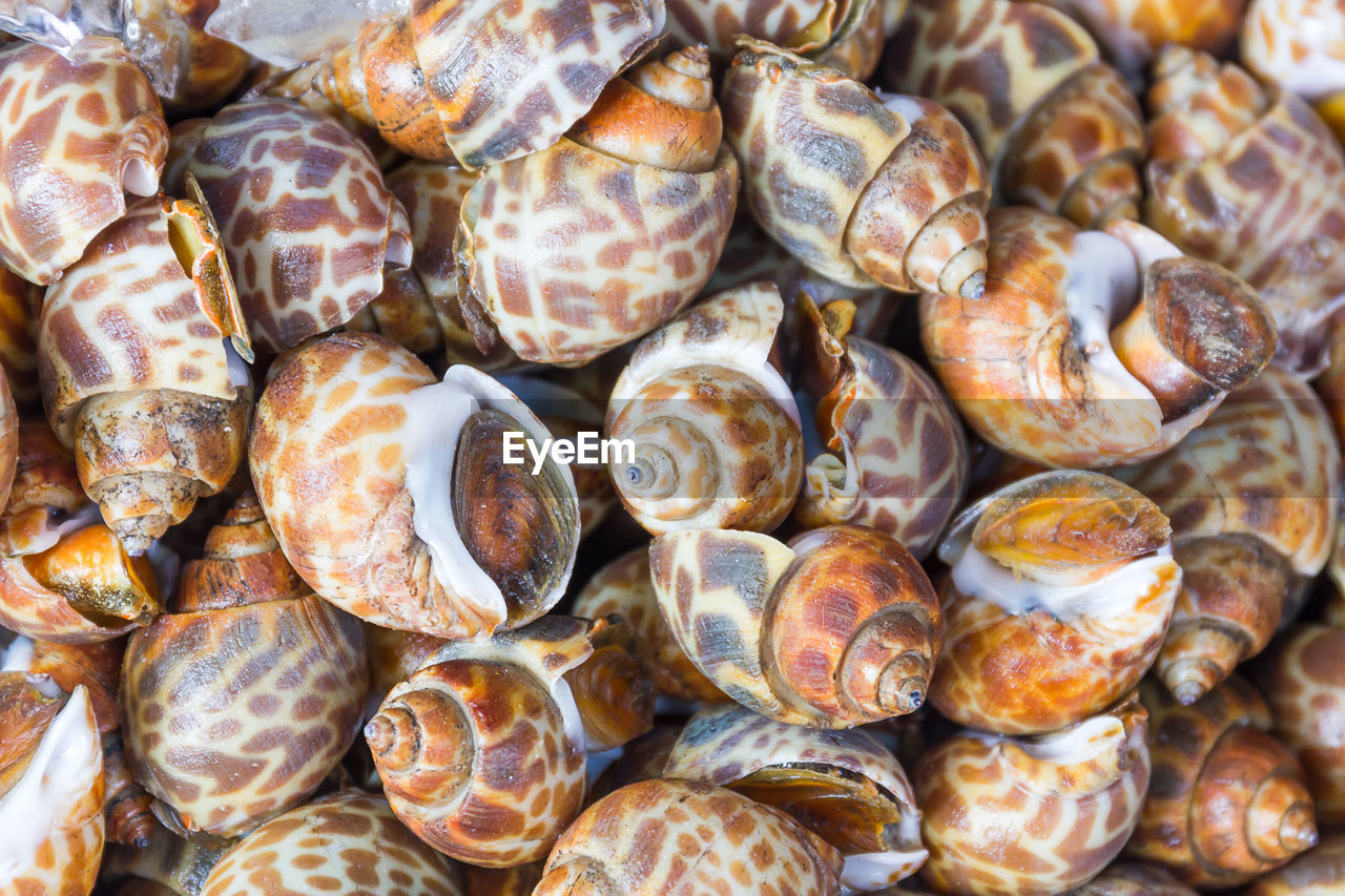 Full frame shot of shells for sale