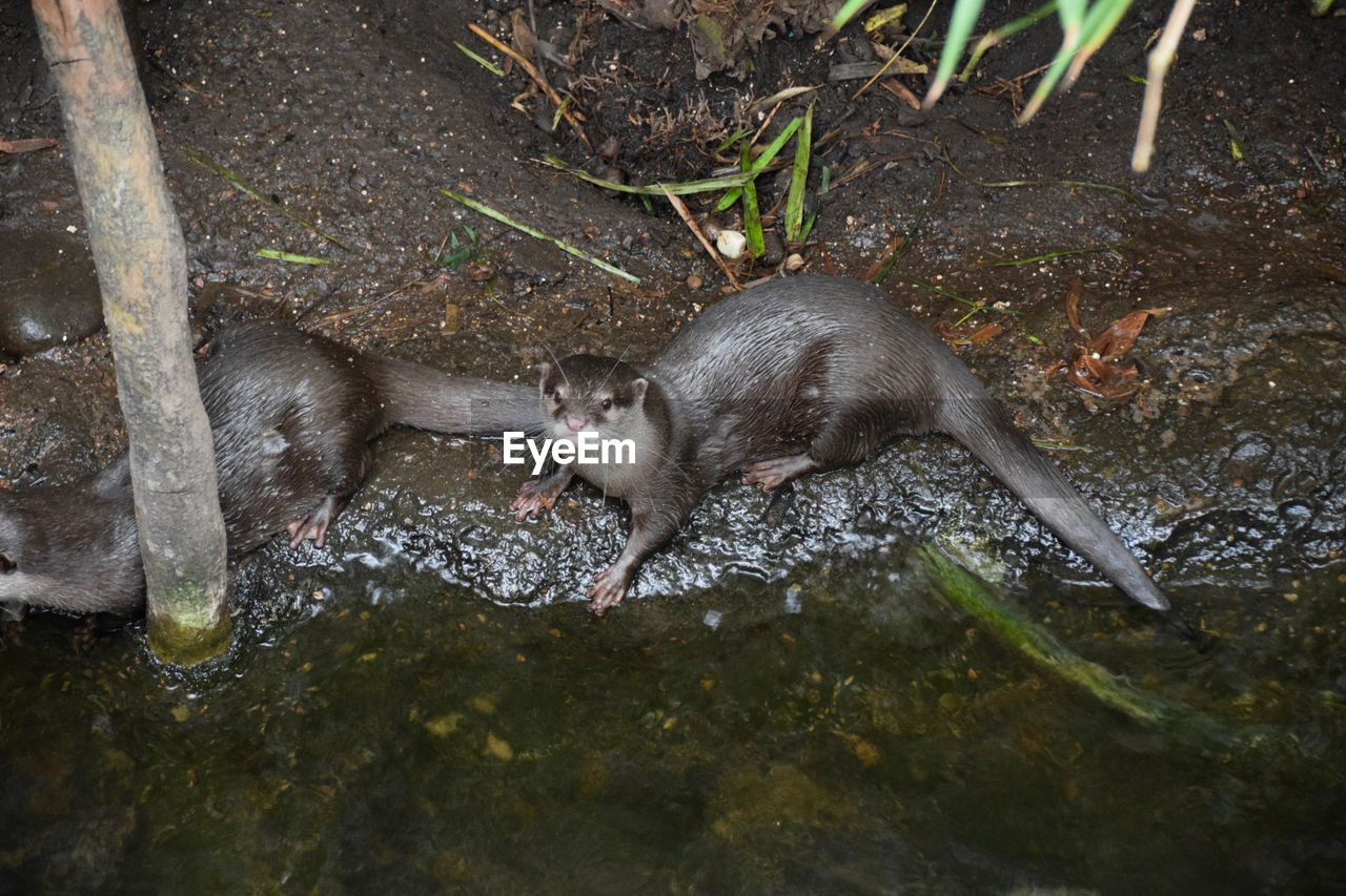 Otters by water