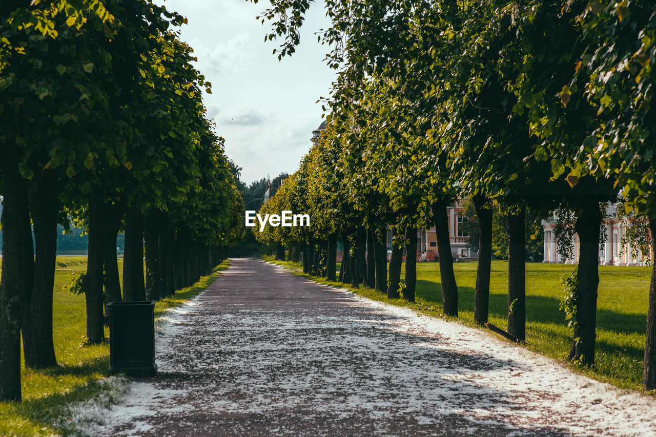 Empty road along trees