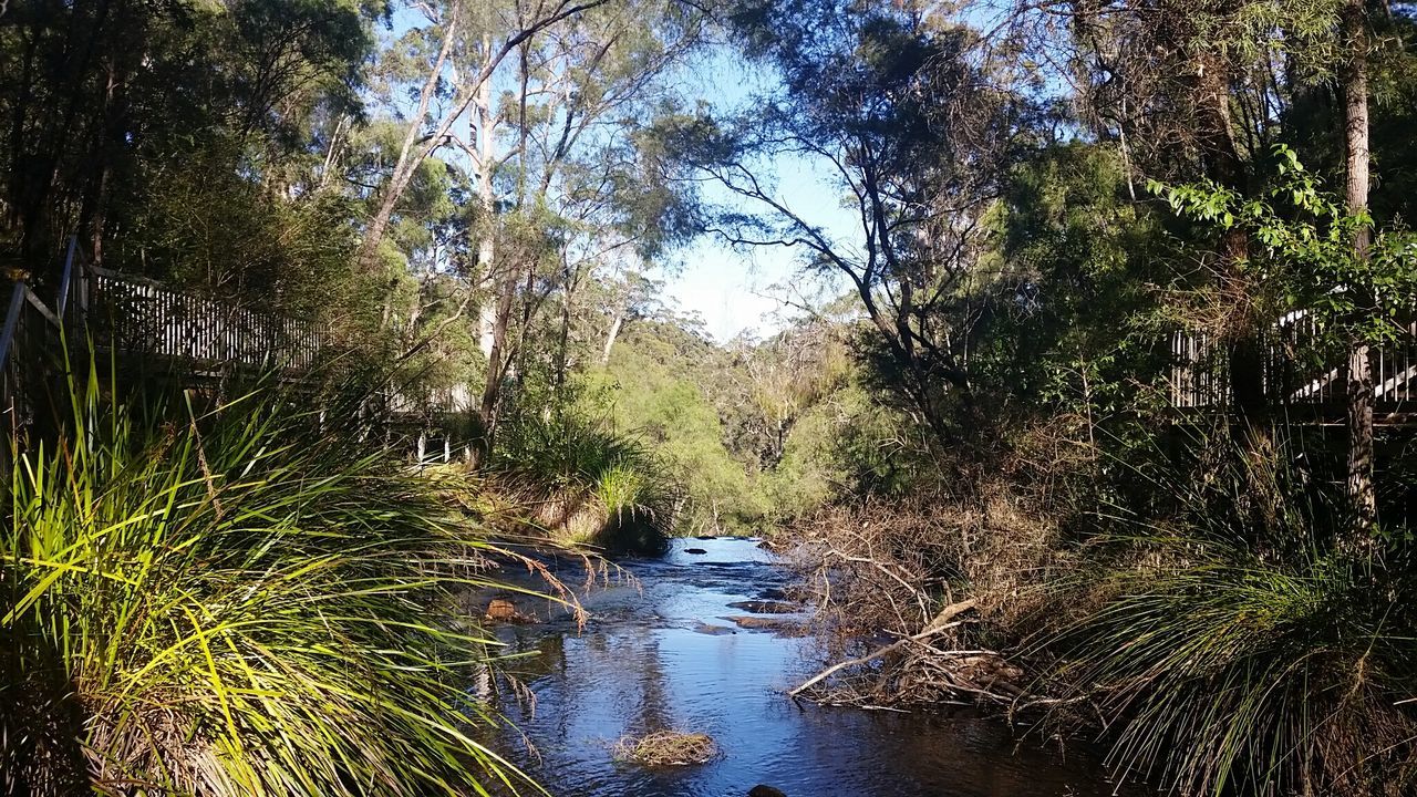 VIEW OF TREES IN FOREST