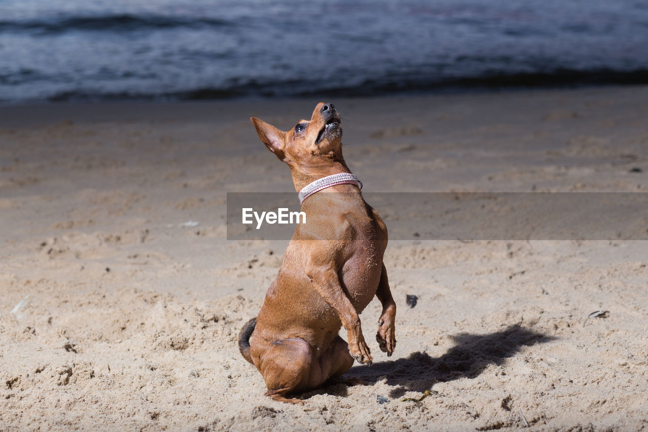 DOG STANDING ON SAND AT BEACH