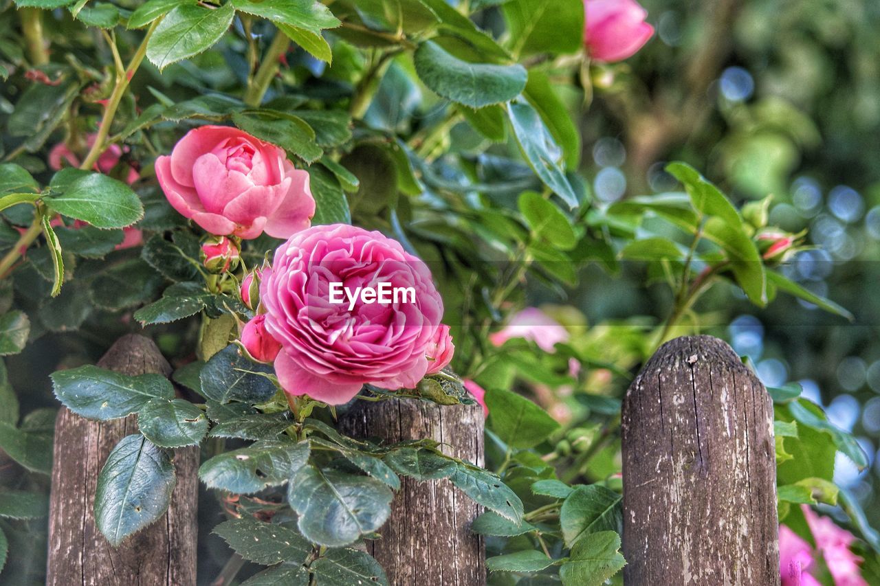 Close-up of pink rose