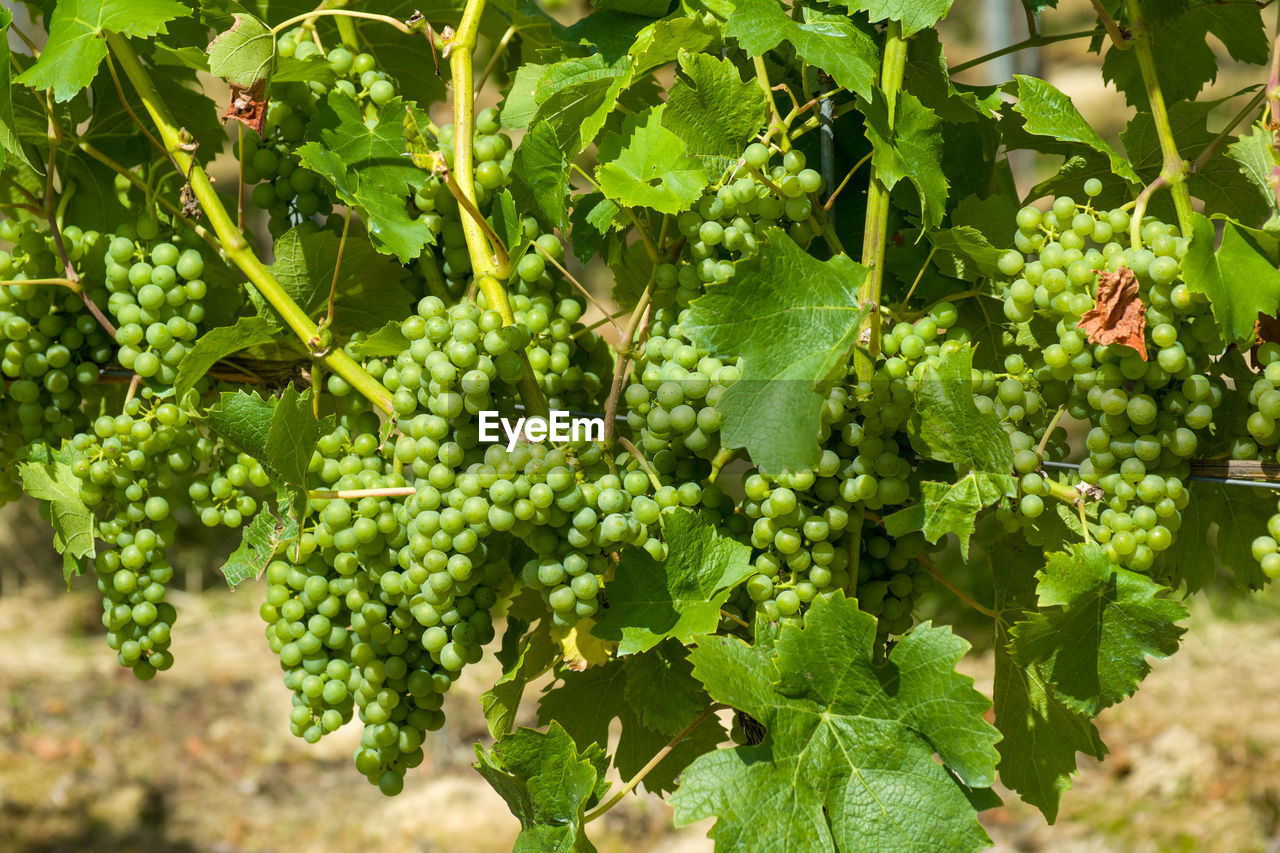 Magnificent vine in the vineyard