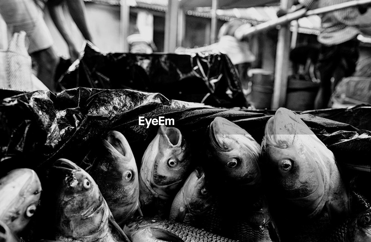 market, black, fish, for sale, seafood, black and white, monochrome, retail, animal, food, freshness, food and drink, monochrome photography, market stall, fishing, fishing industry, business, business finance and industry, abundance, fish market, raw food, day, healthy eating, large group of objects, no people, wellbeing, sale, focus on foreground, outdoors