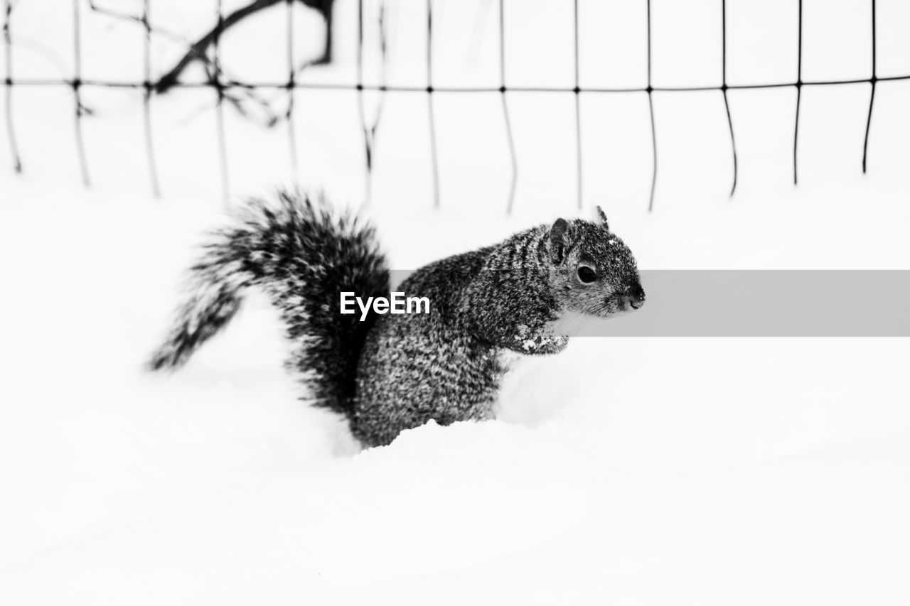 Portrait of squirrel on snow against white background