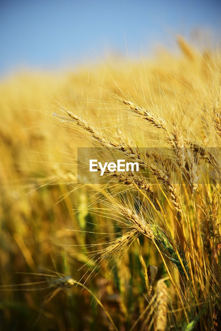 agriculture, crop, plant, cereal plant, rural scene, landscape, field, food, land, growth, nature, sky, barley, wheat, summer, beauty in nature, farm, environment, close-up, no people, grass, food grain, gold, sunlight, food and drink, outdoors, tranquility, scenics - nature, yellow, selective focus, focus on foreground, harvesting, cultivated, plant stem, seed, backgrounds, copy space, day, rye, ripe, extreme close-up