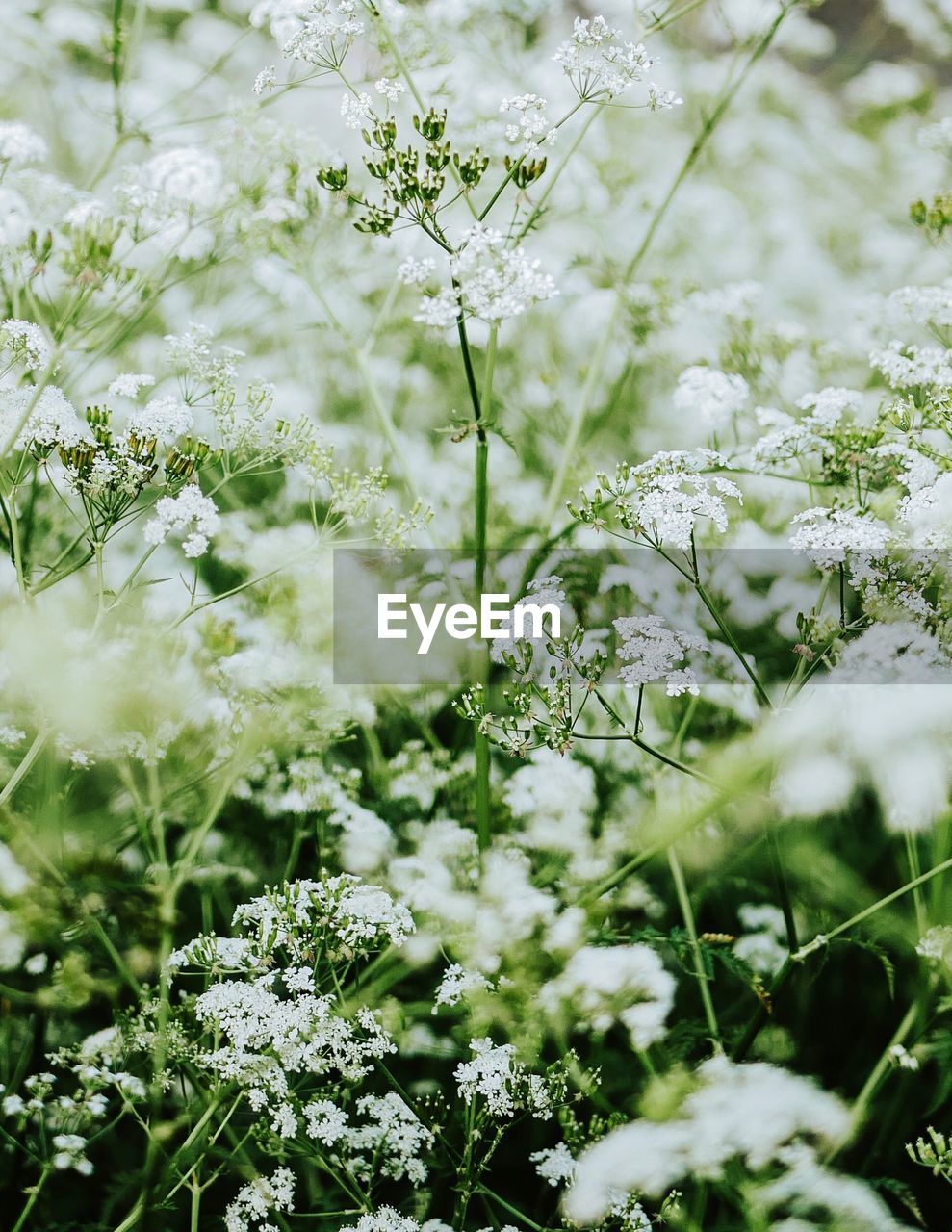 Close-up of white flowering plants on field