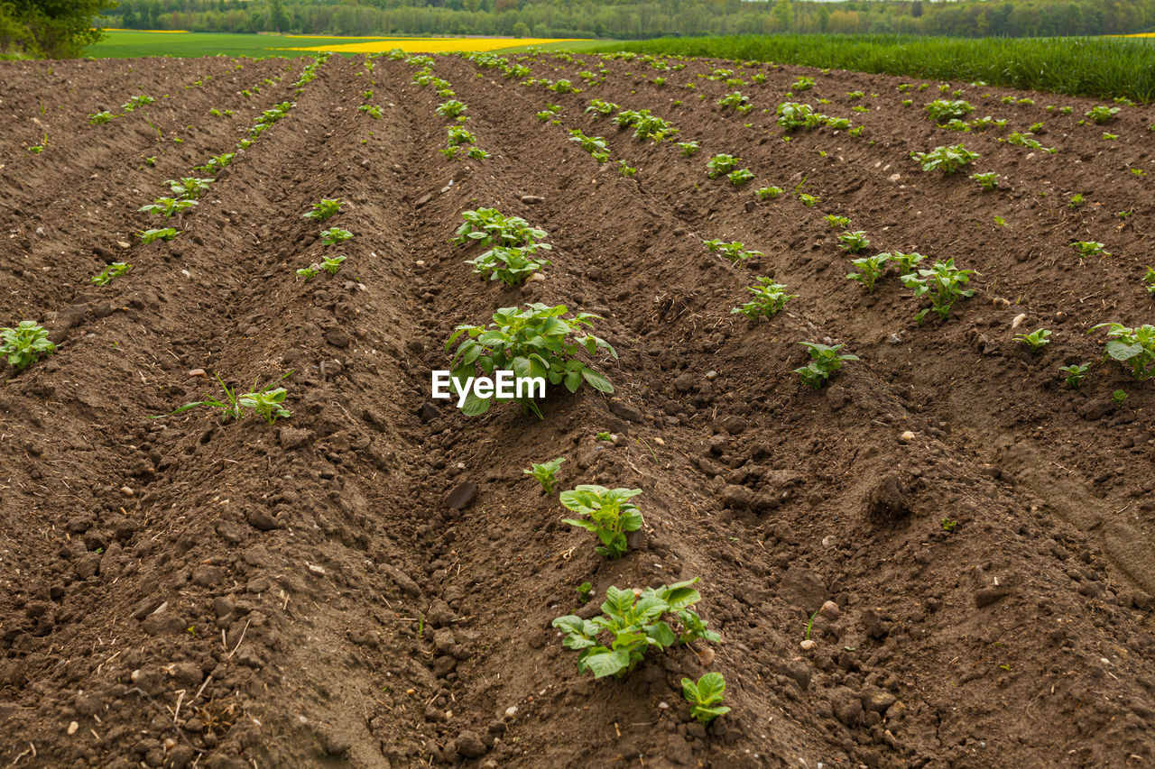 Plants growing in field