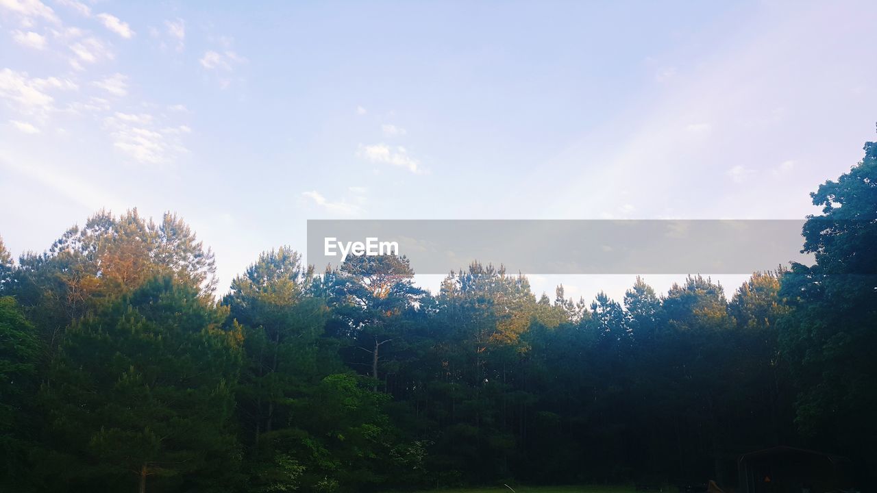 TREES AND PLANTS GROWING ON LAND AGAINST SKY