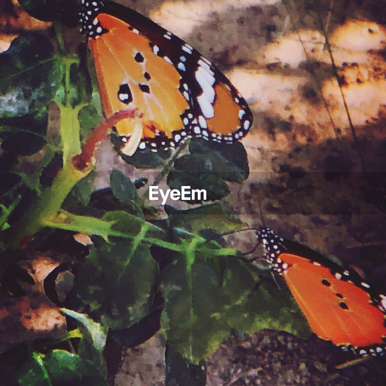 BUTTERFLY ON A LEAF