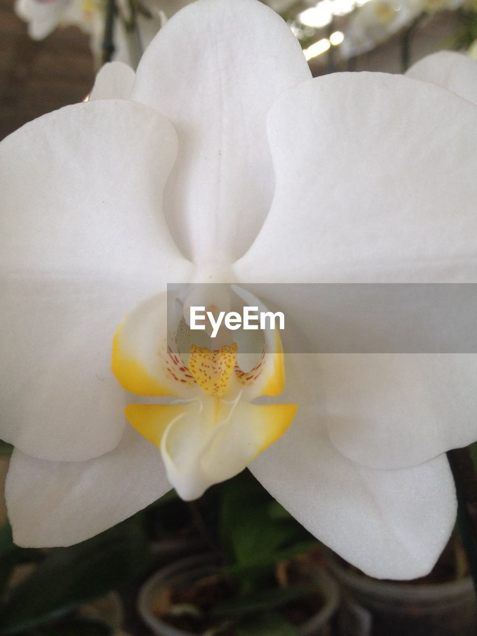 CLOSE-UP OF WHITE FLOWERS BLOOMING OUTDOORS