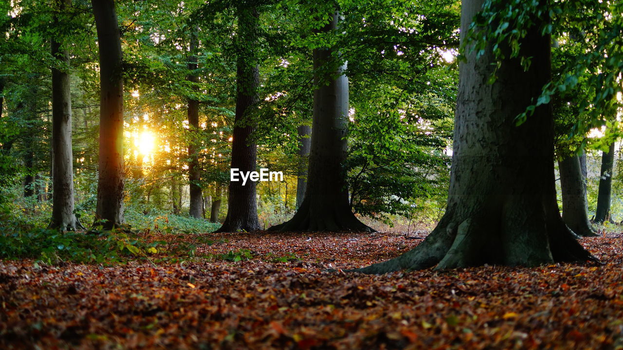 View of trees in the forest