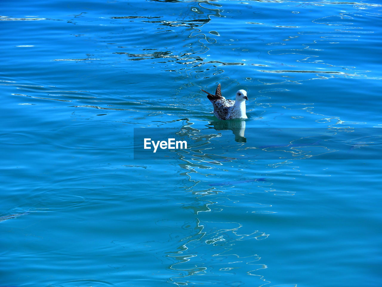 BIRDS SWIMMING IN SEA