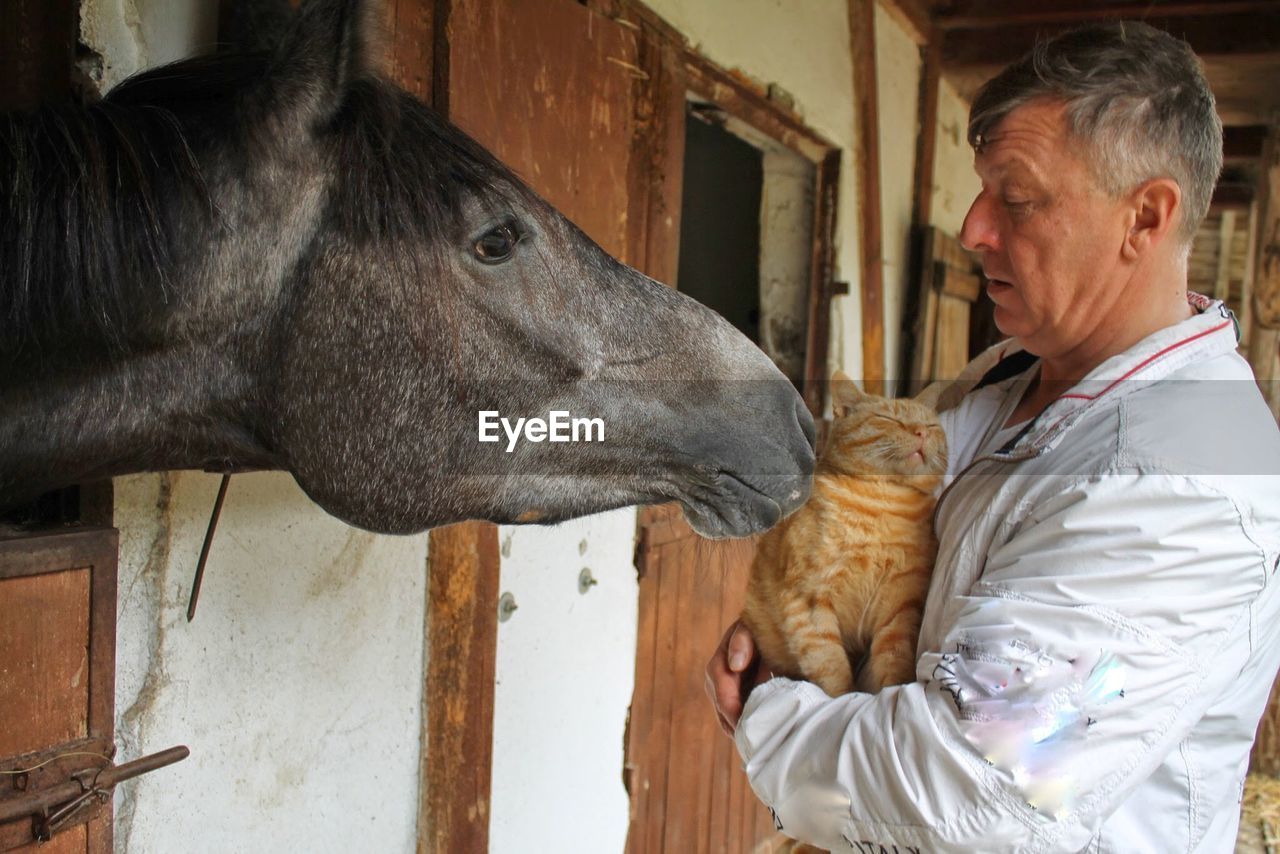 Side view of mature man carrying cat by horse in stable