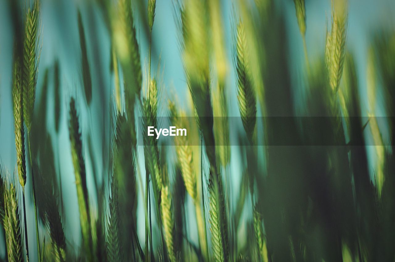 Close-up of grass growing on field