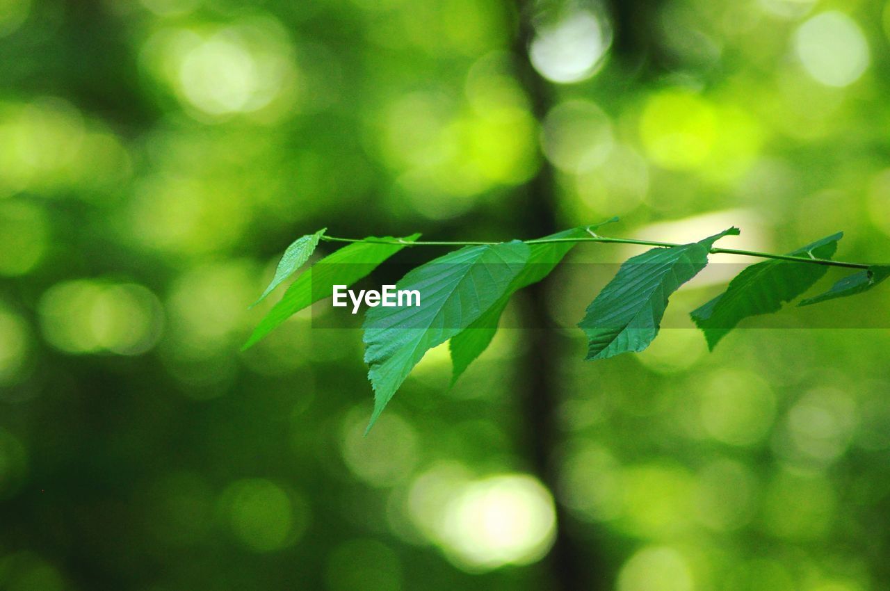 CLOSE-UP OF LEAVES