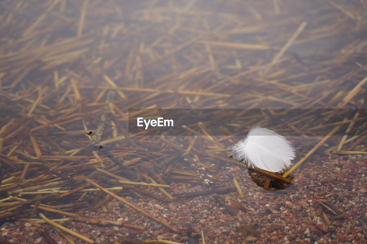 White swan feather in the water with space for text.