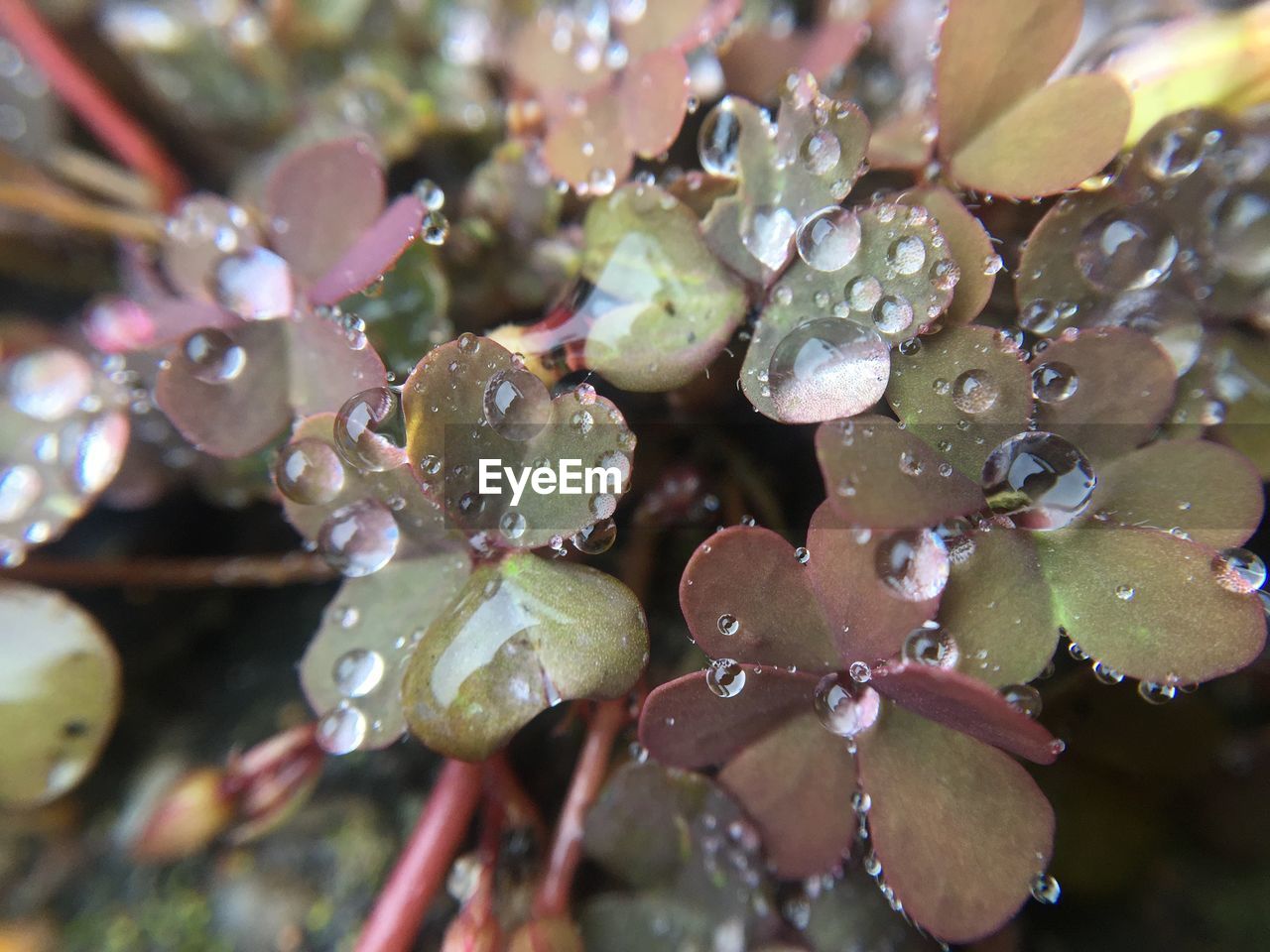 Close-up of rain drops on plant