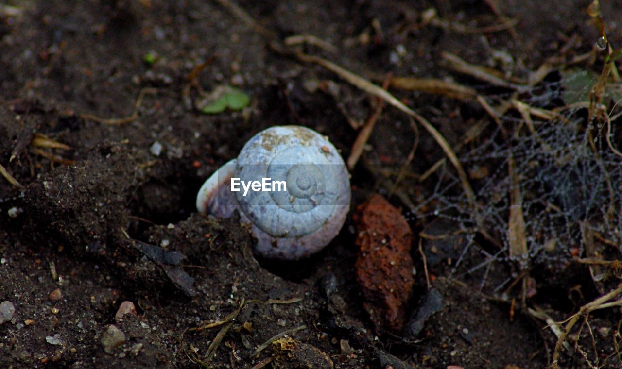 High angle view of snail on field