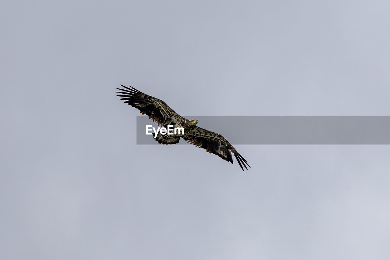 Low angle view of bird flying against sky