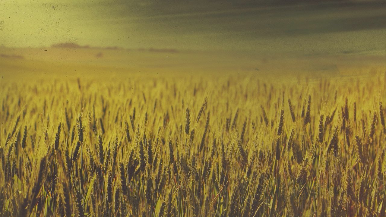 landscape, land, field, agriculture, plant, crop, rural scene, food, growth, cereal plant, environment, beauty in nature, nature, tranquility, sky, scenics - nature, no people, horizon, farm, tranquil scene, wheat, food grain, morning, grassland, sunlight, outdoors, barley, plain, prairie, day, grass, cloud, idyllic, yellow