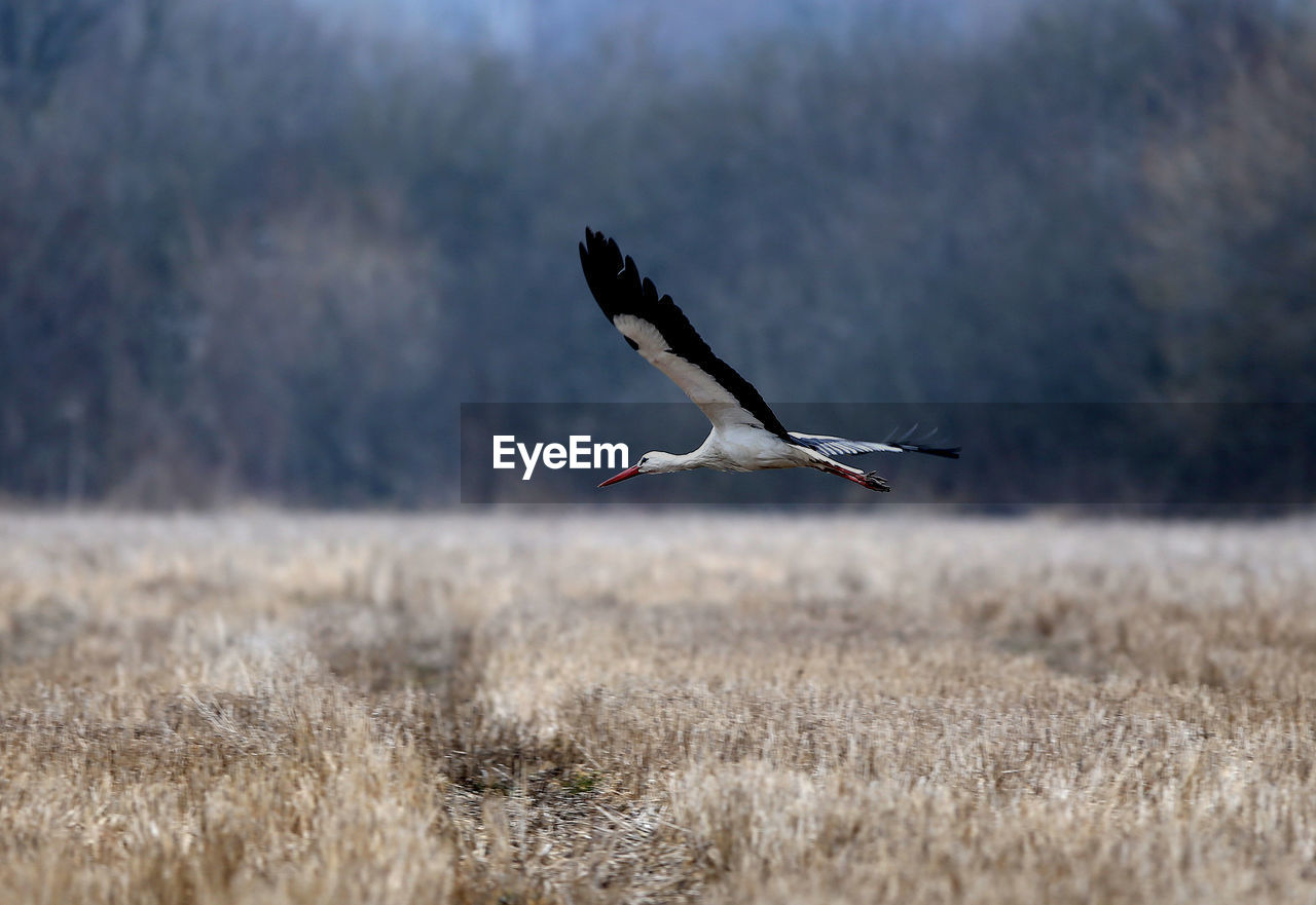 Bird flying over field