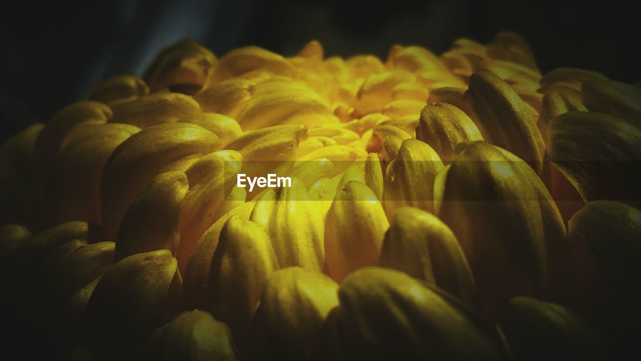 CLOSE-UP OF YELLOW FLOWERS BLOOMING