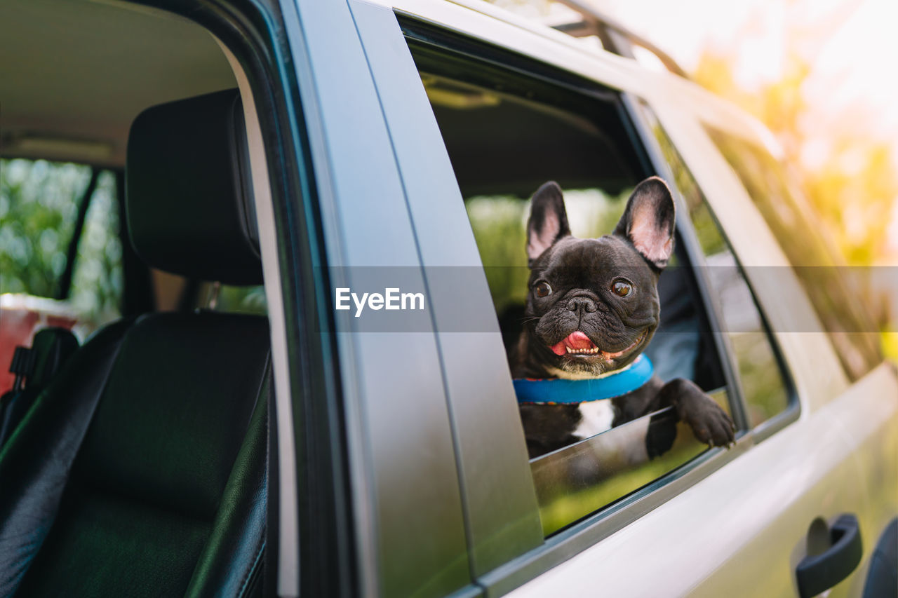 View of a french bulldog dog looking through car window at sunset