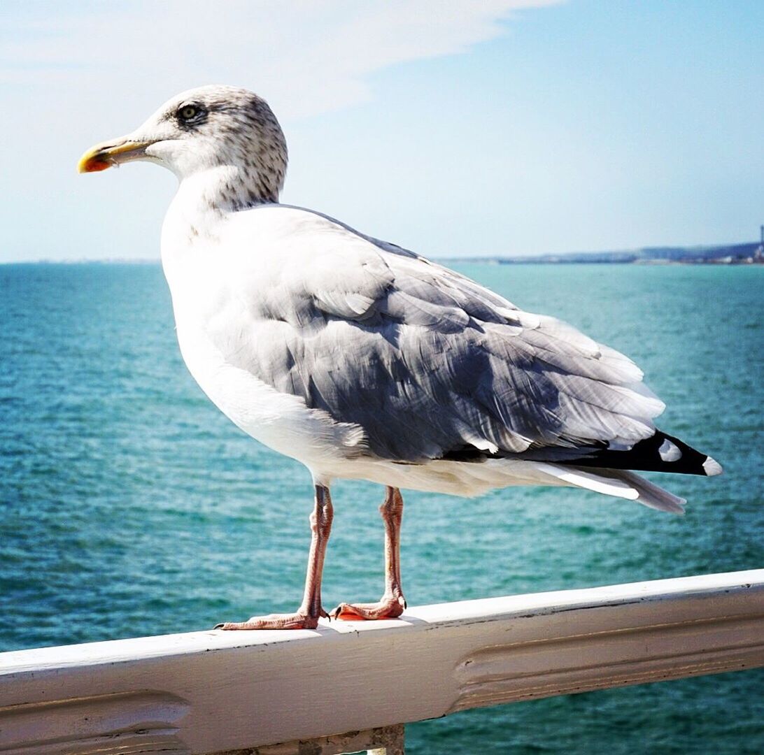 Seagull perching on railing against sea