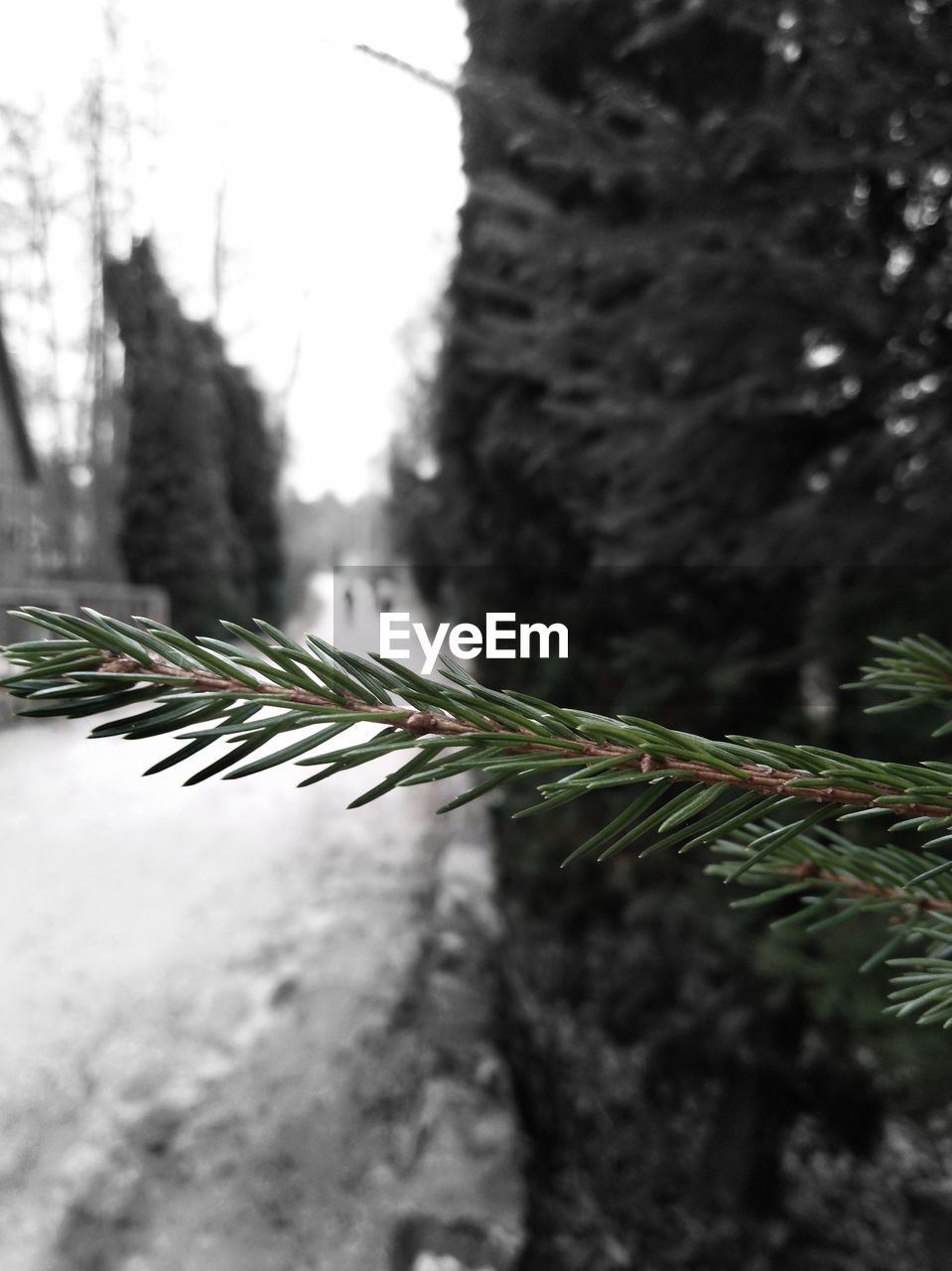 CLOSE-UP OF PLANT AGAINST SKY