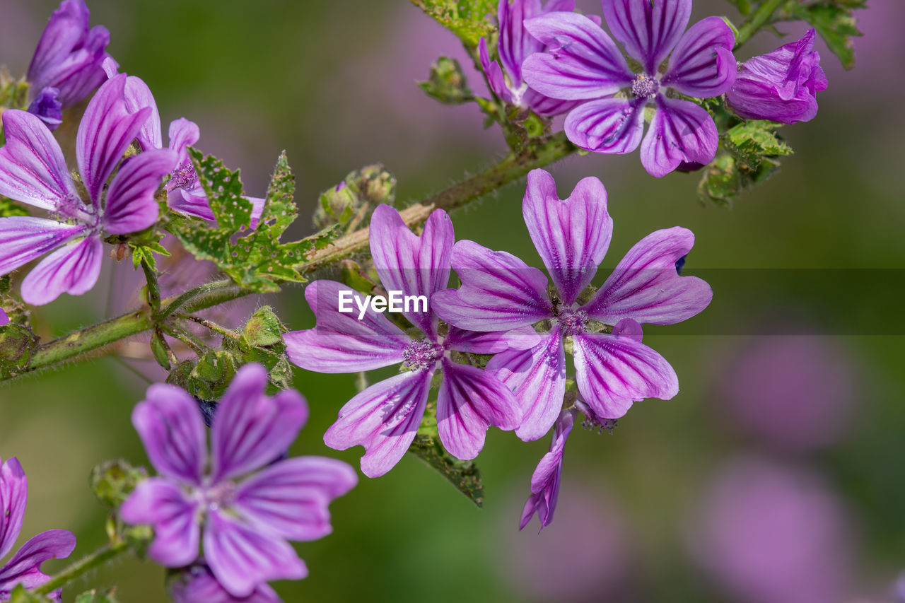 Close up of common mallow flowers in bloom