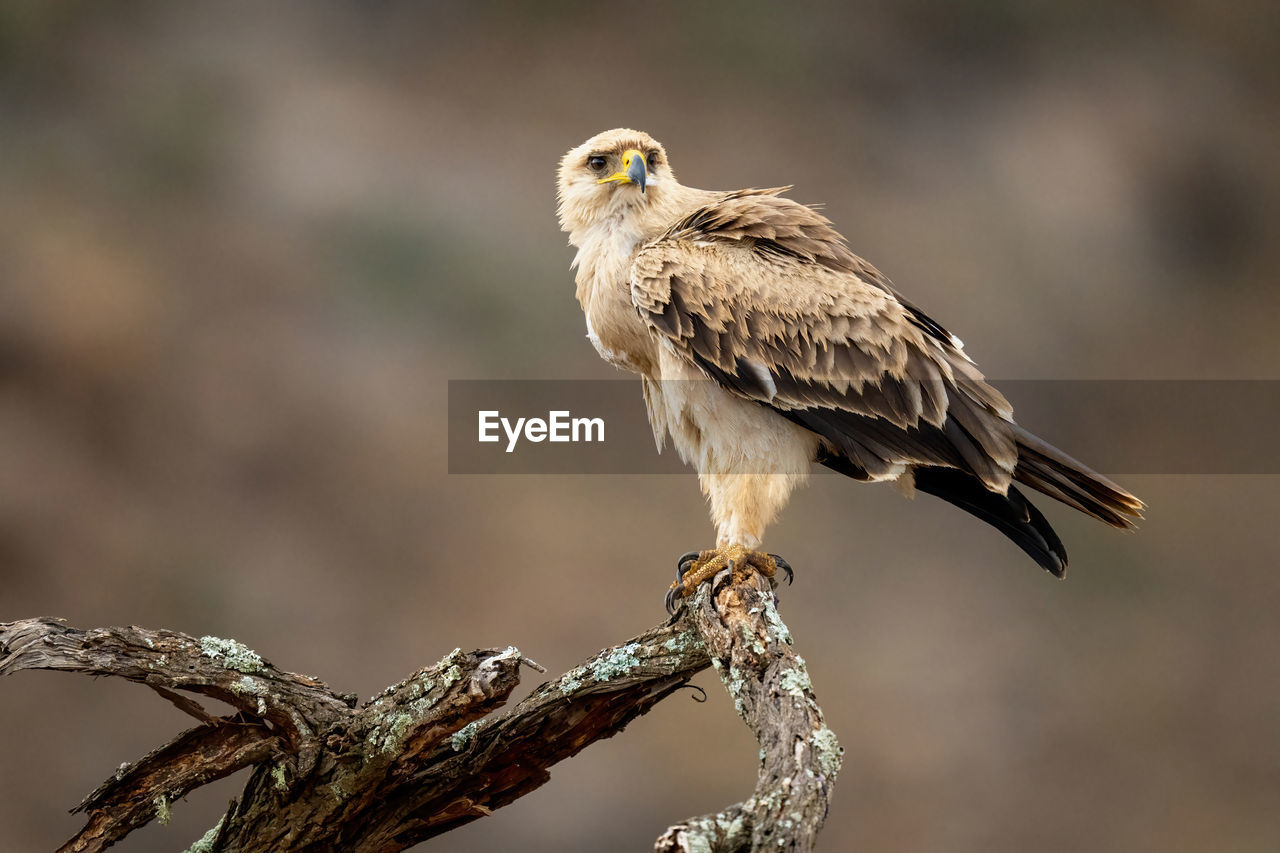 bird, animal wildlife, animal themes, animal, wildlife, one animal, beak, perching, bird of prey, branch, full length, focus on foreground, tree, nature, close-up, side view, portrait, no people, beauty in nature, brown, outdoors, plant, hawk, wing, sunbeam, animal body part, colored background, looking at camera, pattern, copy space, sunny, landscape, surface level, selective focus, day, buzzard, multi colored, environment, falcon, sitting, eagle, falcon - bird, sunlight, standing