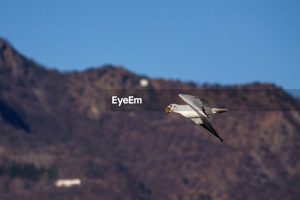 LOW ANGLE VIEW OF SEAGULL FLYING IN SKY