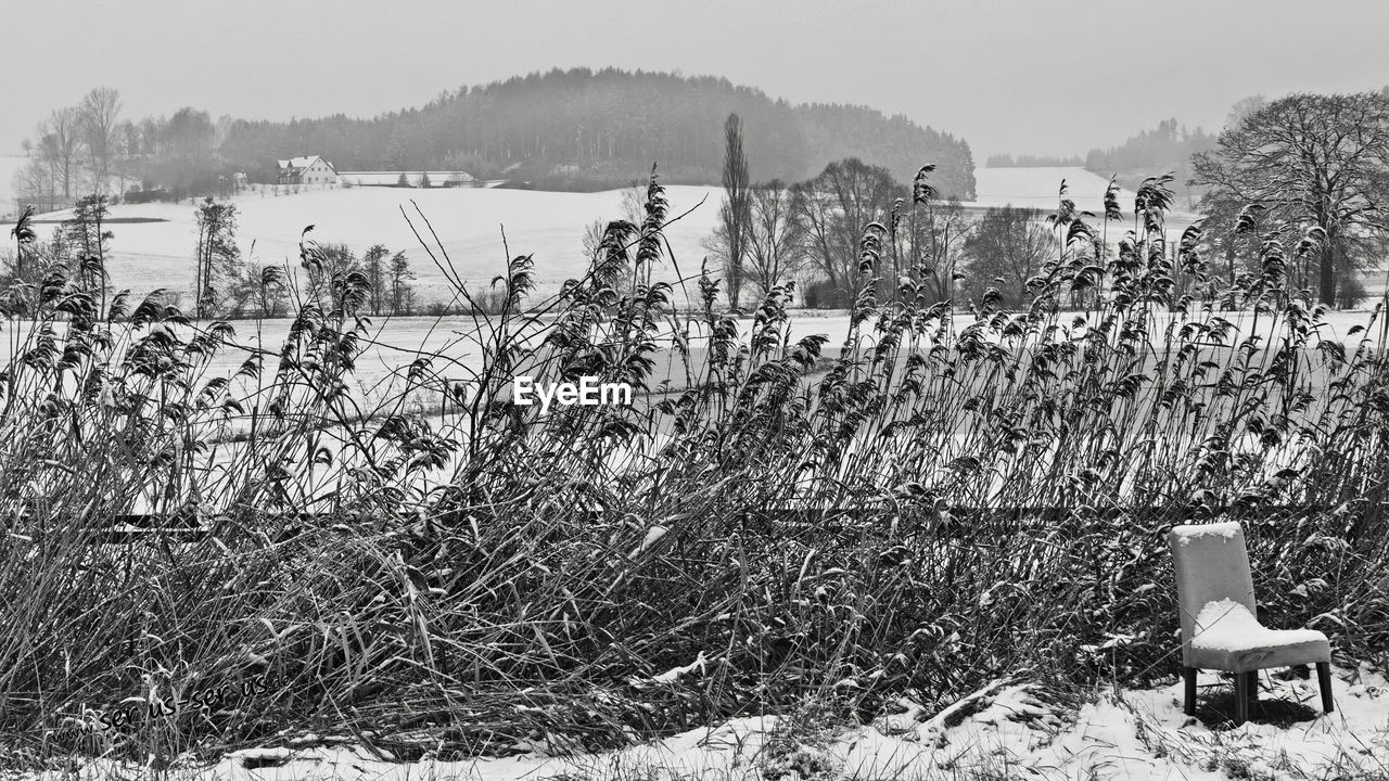 PLANTS GROWING ON FIELD DURING WINTER