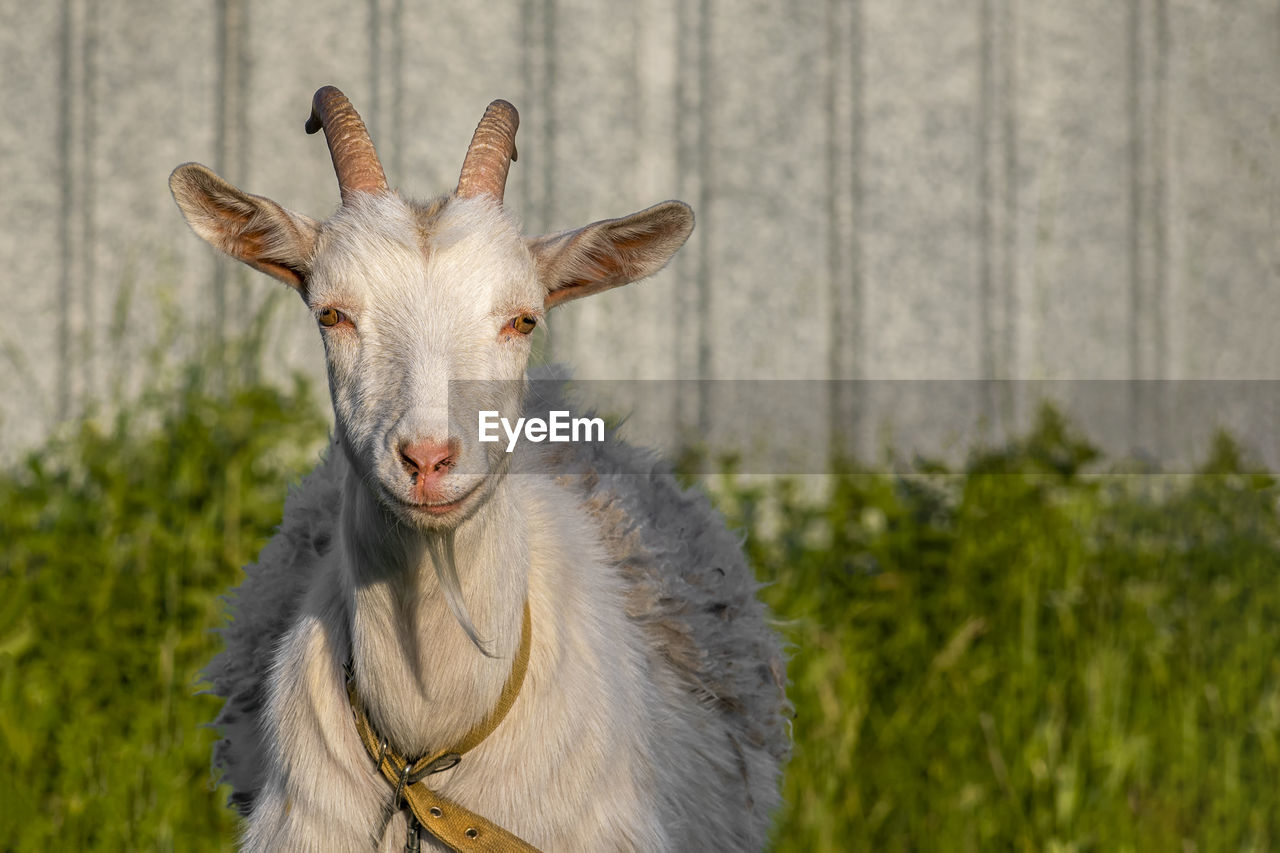 CLOSE-UP PORTRAIT OF ANIMAL