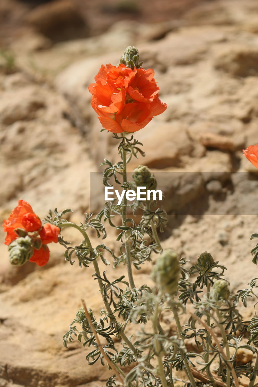 CLOSE-UP OF RED FLOWERING PLANT