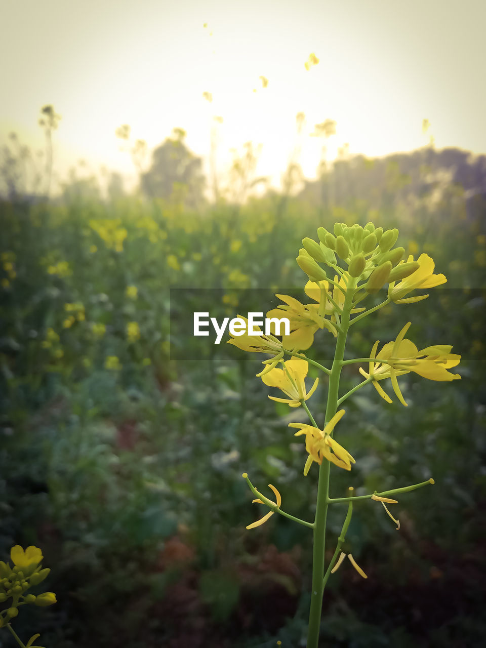 CLOSE-UP OF YELLOW FLOWERING PLANTS ON FIELD