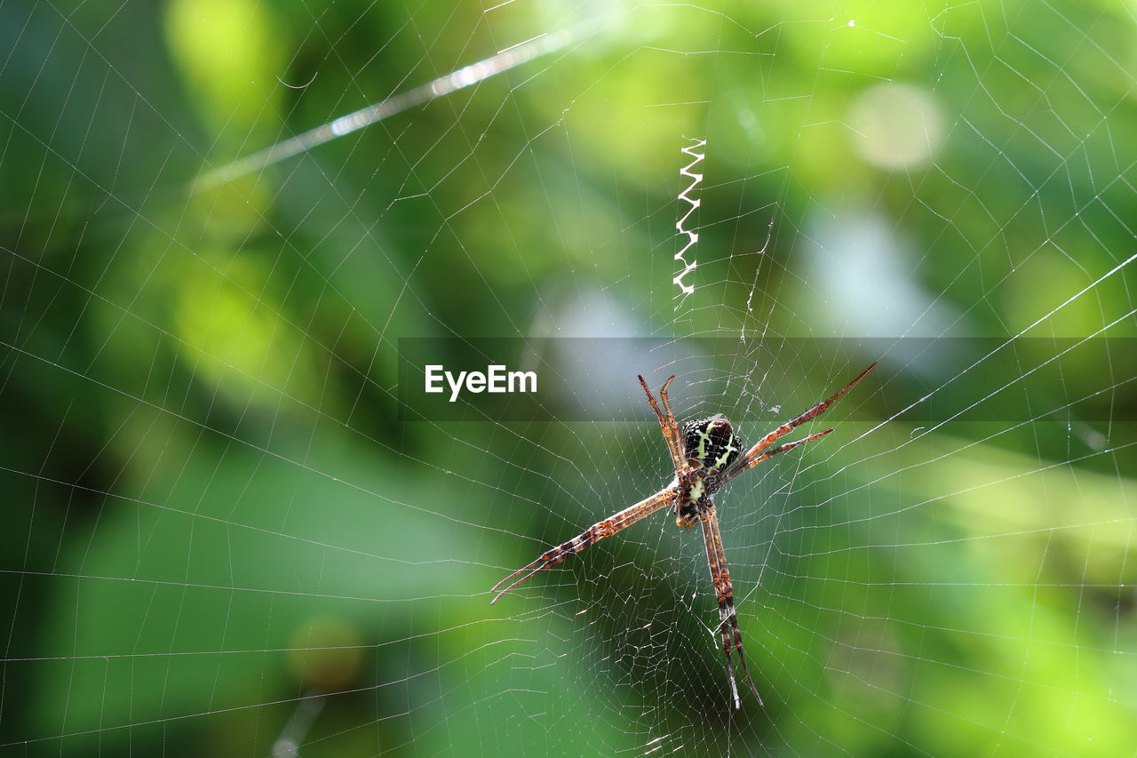 spider web, animal themes, animal, fragility, animal wildlife, spider, arachnid, wildlife, close-up, insect, one animal, focus on foreground, animal body part, green, nature, macro photography, argiope, beauty in nature, no people, animal leg, animals hunting, spinning, macro, outdoors, complexity, day, zoology, limb, selective focus, sign, weaving, web, intricacy, warning sign, communication, trapped, awe, light effect