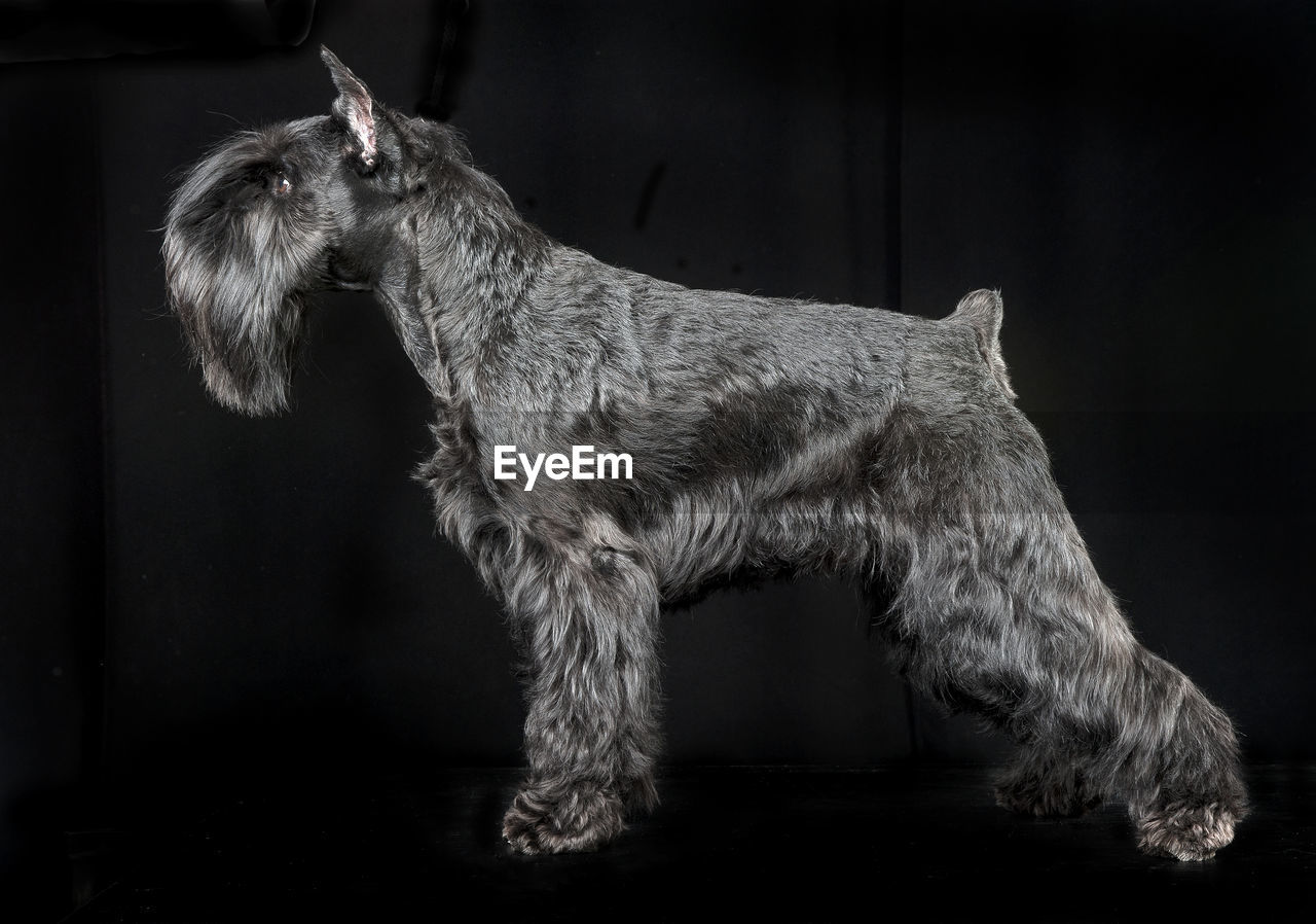 side view of a dog standing on street