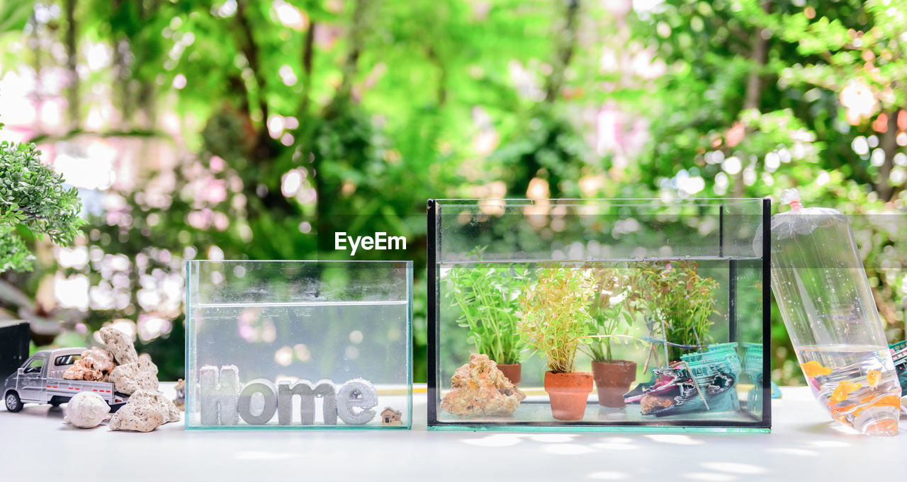 PLANTS IN GLASS BOTTLES ON TABLE