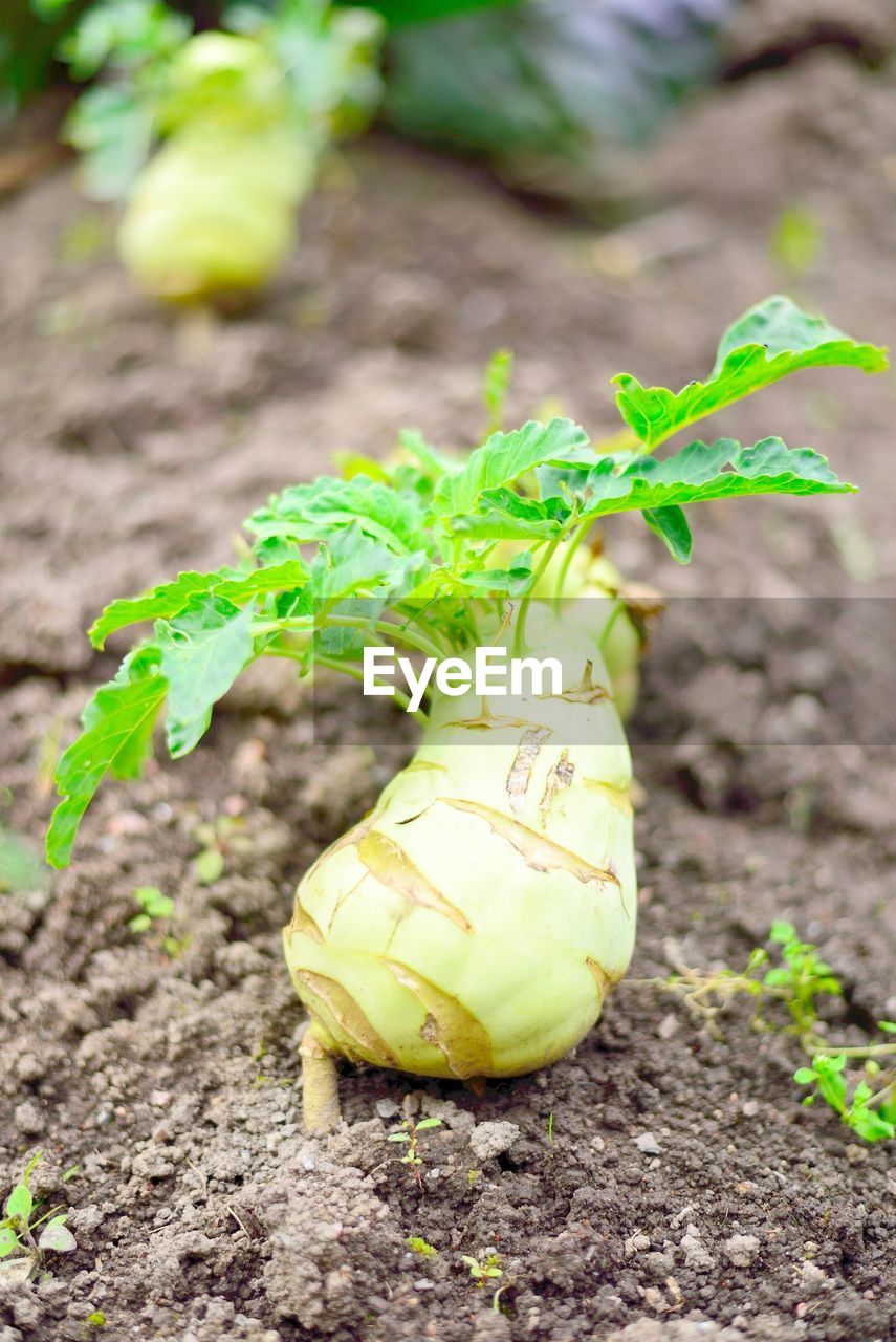 Close-up of vegetable on field