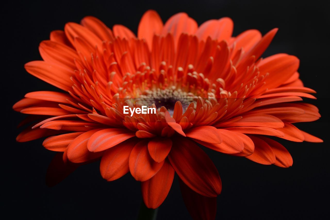 Close-up of red gerbera daisy against black background