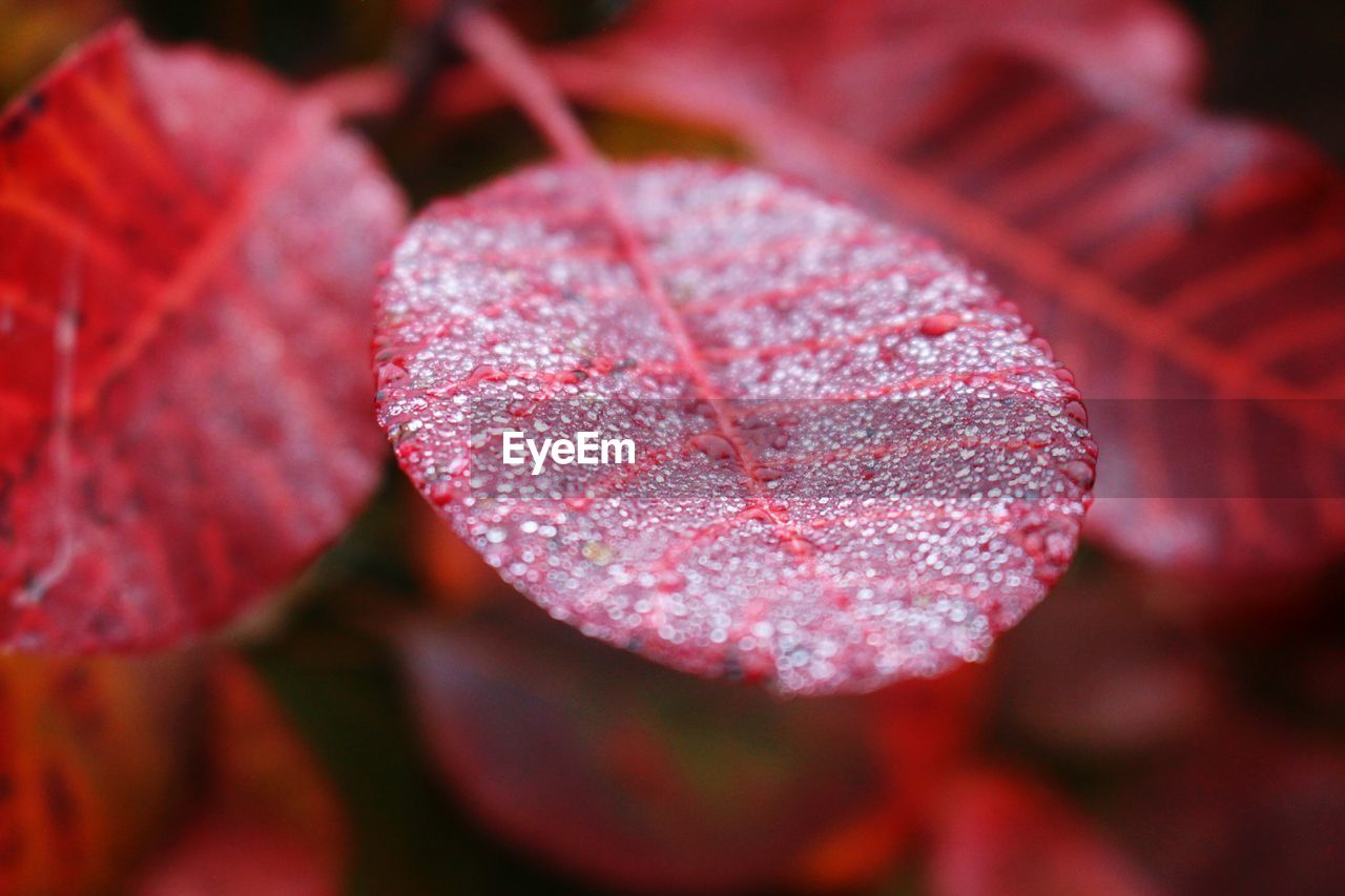 Close-up of wet red leaf