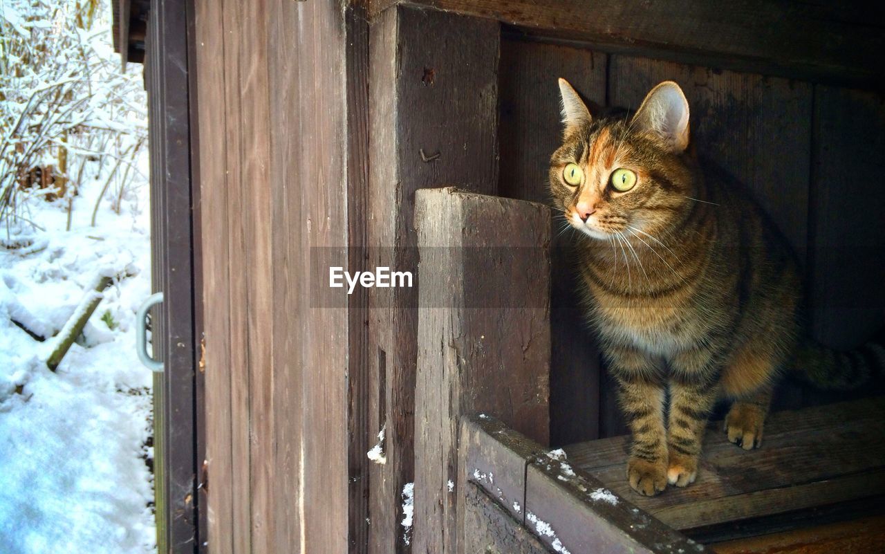 Cat sitting in log cabin