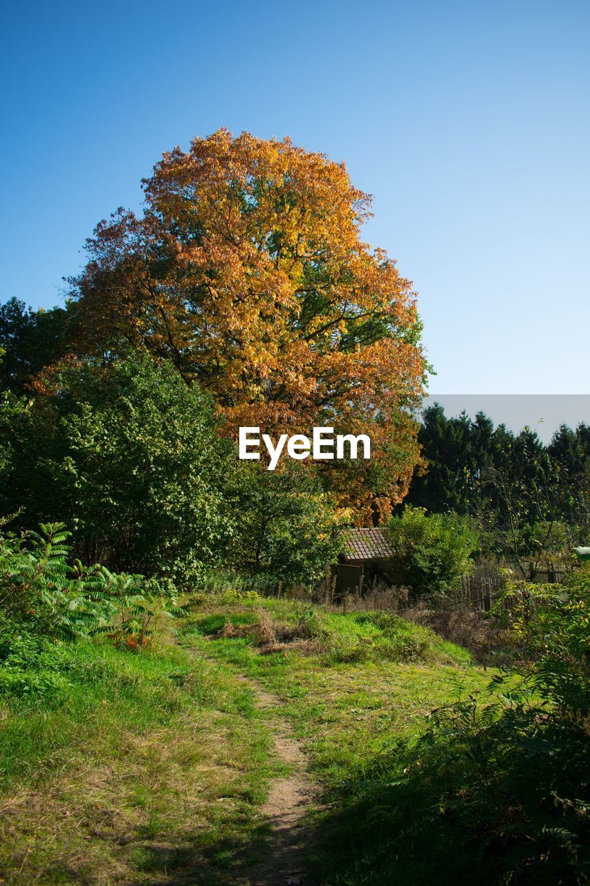 TREES GROWING IN FIELD AGAINST CLEAR SKY