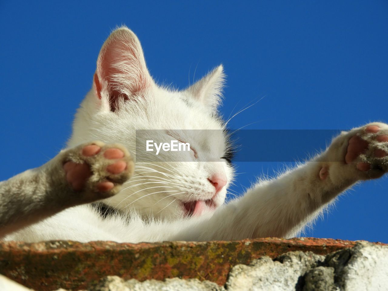 LOW ANGLE VIEW OF A CAT