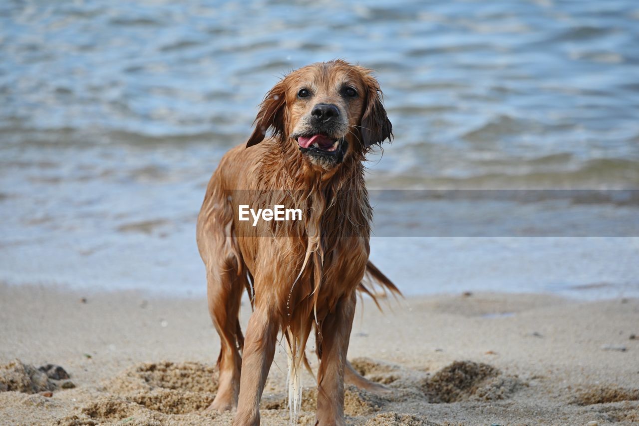one animal, animal, animal themes, dog, canine, mammal, pet, beach, domestic animals, water, land, sand, sea, wet, nature, retriever, motion, no people, day, focus on foreground, portrait, outdoors, golden retriever, brown