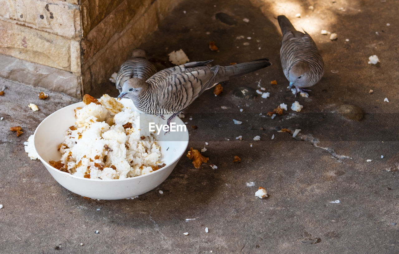 HIGH ANGLE VIEW OF BIRDS IN THE BOWL