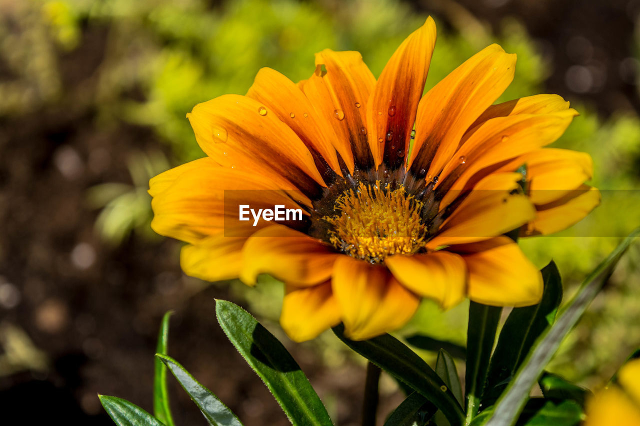 Close-up of yellow flowers