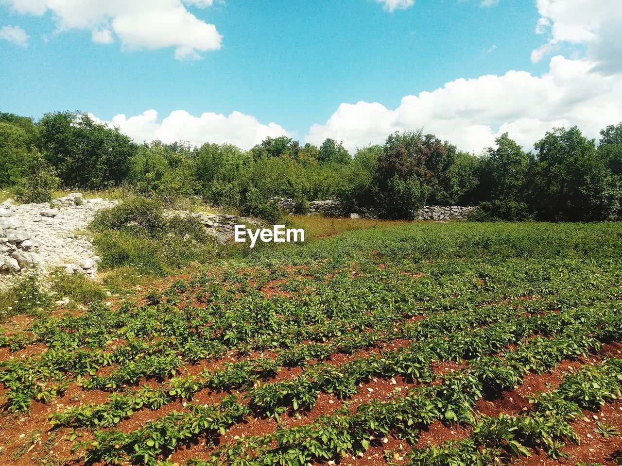 PLANTS GROWING ON LAND AGAINST SKY